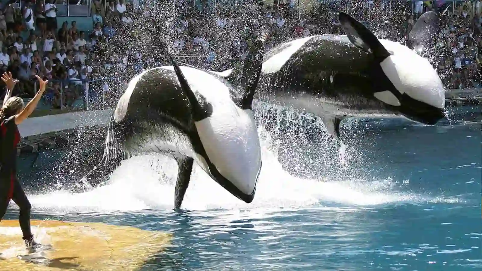 orca whales performing